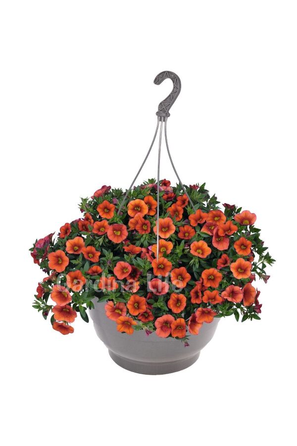 Kalibroşa Milyon Çanlar  Fidesi Orange Aloha Classic 