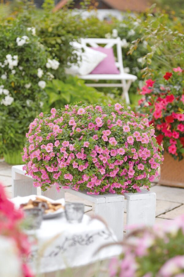 Kalibroşa Milyon Çanlar  Fidesi Soft Pink 