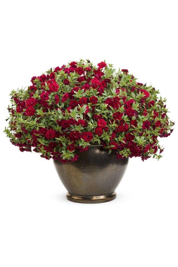 Kalibroşa Milyon Çanlar Fidesi Fuchsia Red 