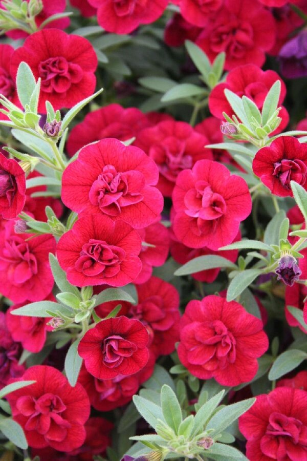 Kalibroşa Milyon Çanlar Fidesi Fuchsia Red  - 3