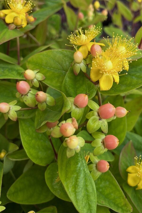 Kantaron Otu Fidanı ( Hypericum Nana ) - 1