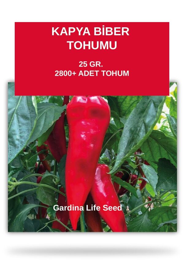 Kapya Kırmızı Biber Tohumu 25 gram 2800 Tohum - 1
