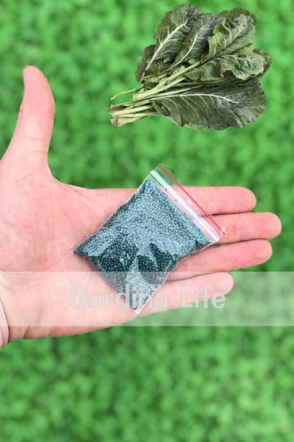 Karalahana Tohumu 25 gram 6000 Tohum ( Karadeniz Lahanası ) - 2