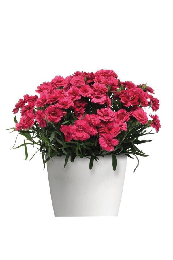 Karanfil Çiçeği Fidesi Cherry Pink  