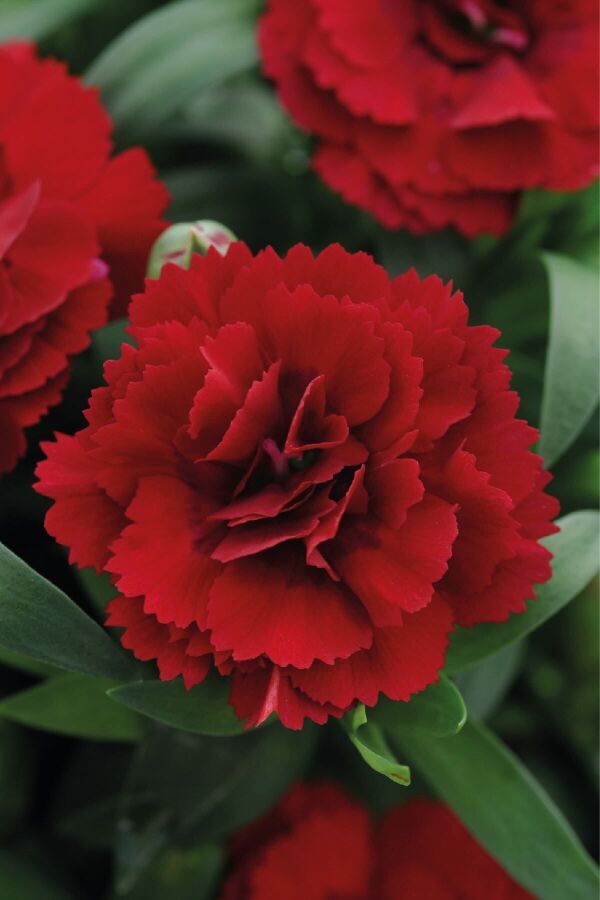 Karanfil Çiçeği Fidesi Dianthus Dark Red  