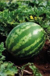 Karpuz Fidesi 5 Adet - 1