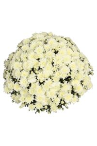 Kasımpatı   Beyaz  ( Chrysanthemum White ) - 1