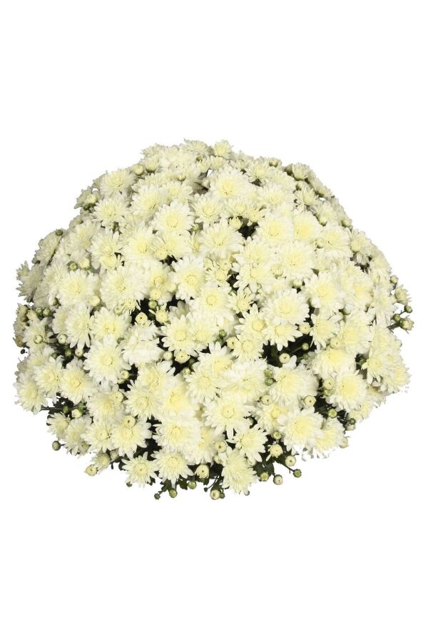 Kasımpatı   Beyaz  ( Chrysanthemum White ) - 1