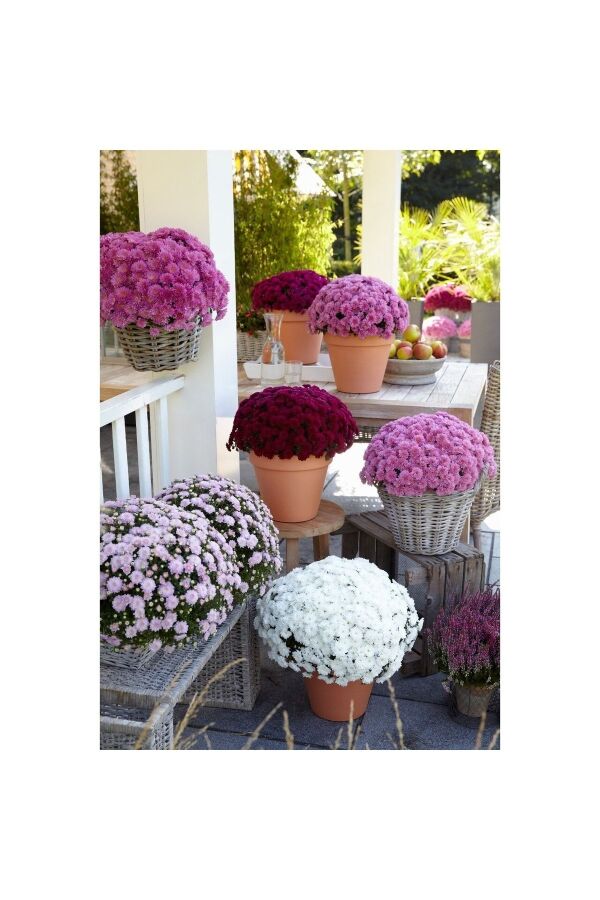 Kasımpatı   Beyaz  ( Chrysanthemum White ) - 5