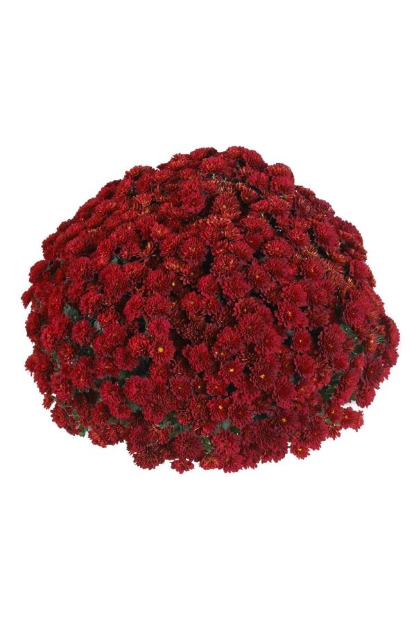 Kasımpatı   Kırmızı  ( Chrysanthemum Red ) - 1