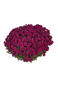 Kasımpatı   Mor  ( Chrysanthemum Purple ) - 1