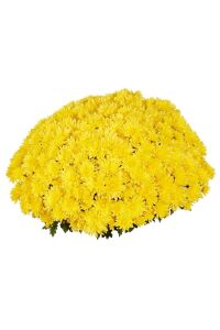 Kasımpatı   Sarı  ( Chrysanthemum Yellow ) - 1