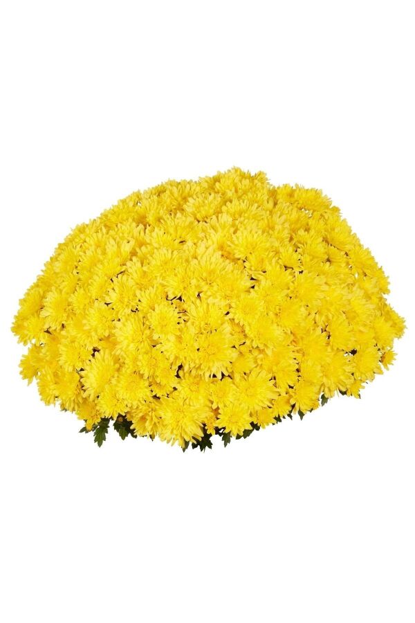Kasımpatı   Sarı  ( Chrysanthemum Yellow ) - 1