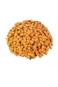 Kasımpatı   Turuncu  ( Chrysanthemum Orange ) - 1