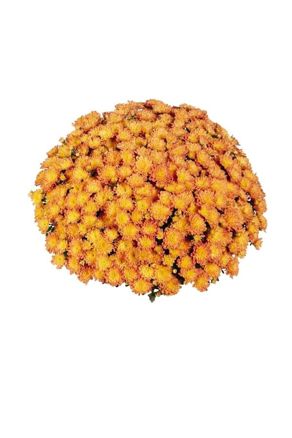 Kasımpatı   Turuncu  ( Chrysanthemum Orange ) - 1