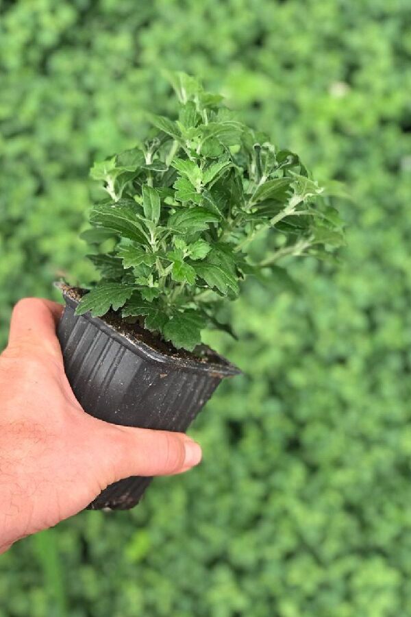 Kasımpatı   Turuncu  ( Chrysanthemum Orange ) - 3