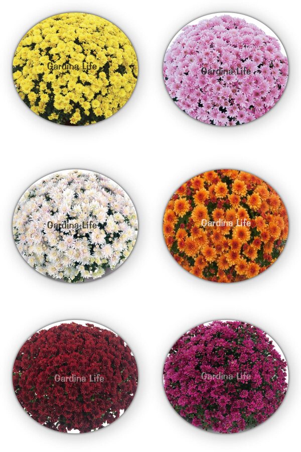 Kasımpatı Fidesi   Chrysanthemum Mix - 1