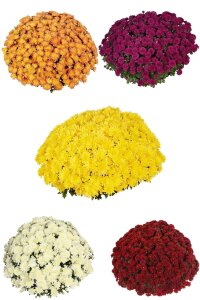Kasımpatı Fidesi   Chrysanthemum Mix - 4