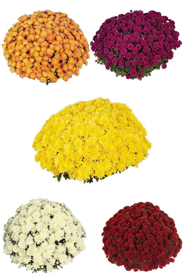 Kasımpatı Fidesi   Chrysanthemum Mix - 4