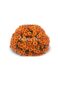 Kasımpatı Fidesi   Chrysanthemum Orange - 1