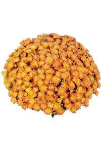 Kasımpatı Fidesi   Chrysanthemum Orange - 2