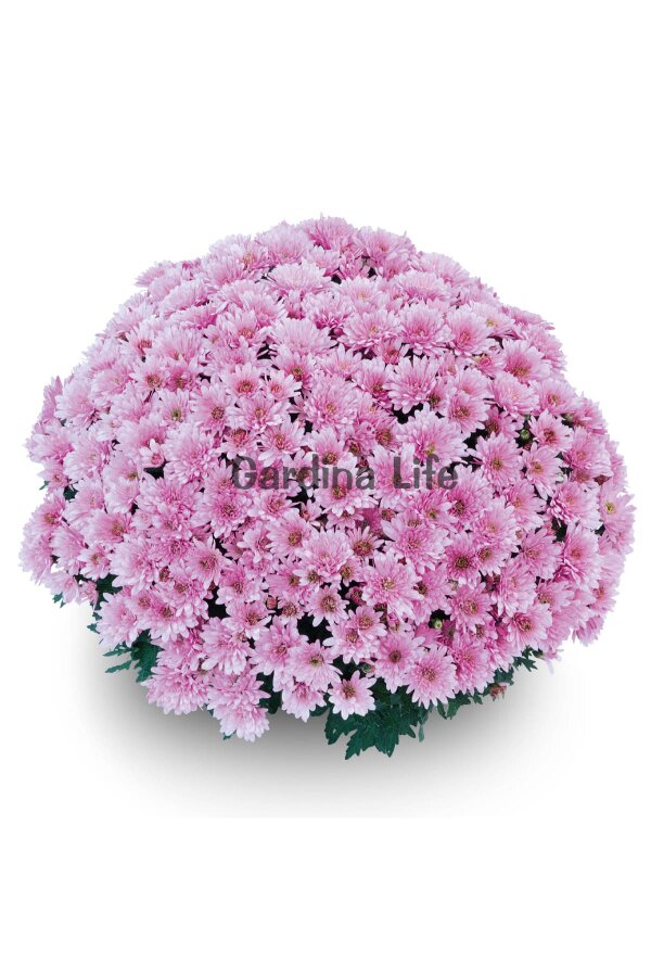 Kasımpatı Fidesi  5 Adet Chrysanthemum Peart - 1