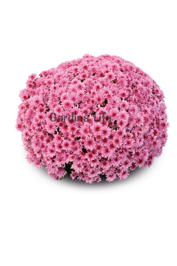 Kasımpatı Fidesi  5 Adet Chrysanthemum Pink - 1