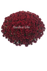 Kasımpatı Fidesi   Chrysanthemum Red - 1