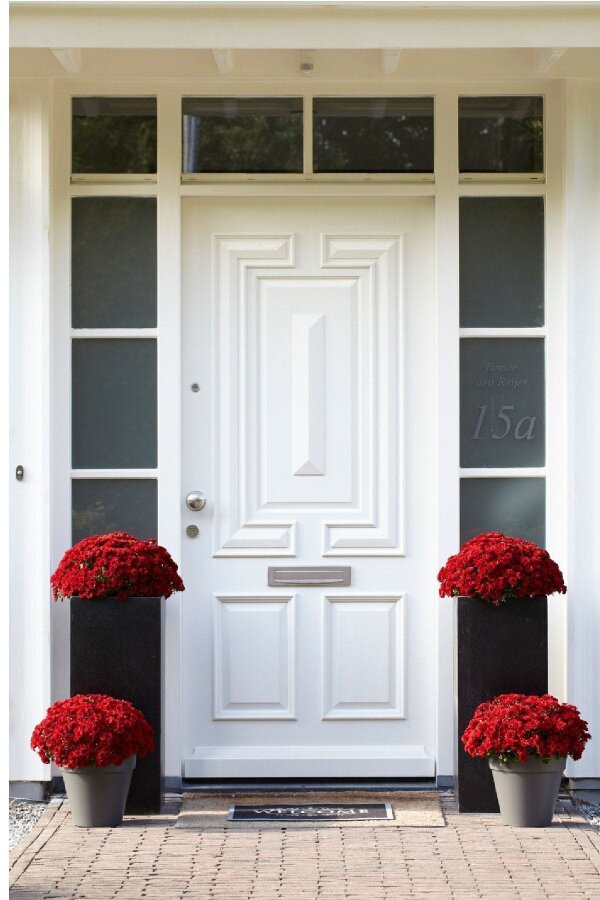 Kasımpatı Fidesi   Chrysanthemum Red - 3