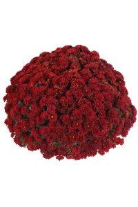 Kasımpatı Fidesi   Chrysanthemum Red - 4