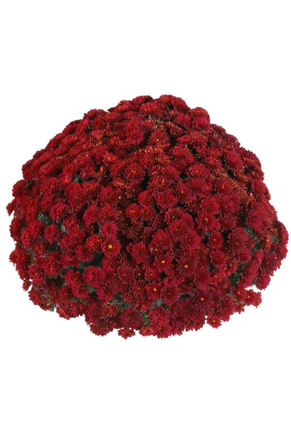 Kasımpatı Fidesi   Chrysanthemum Red - 4