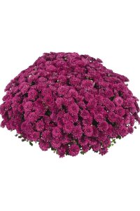 Kasımpatı Fidesi   Chrysanthemum Violet - 3