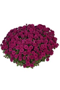 Kasımpatı Fidesi   Chrysanthemum Violet - 1