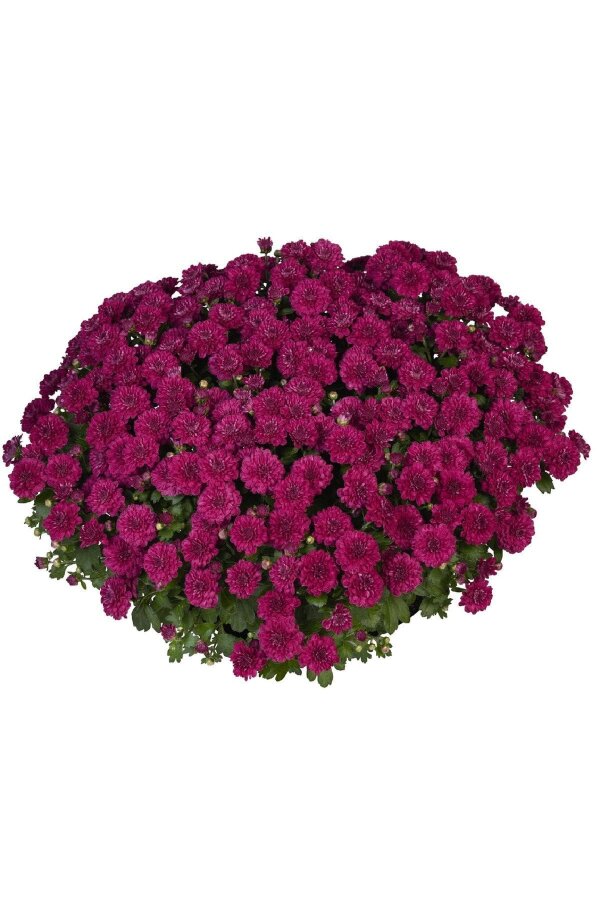 Kasımpatı Fidesi   Chrysanthemum Violet - 1