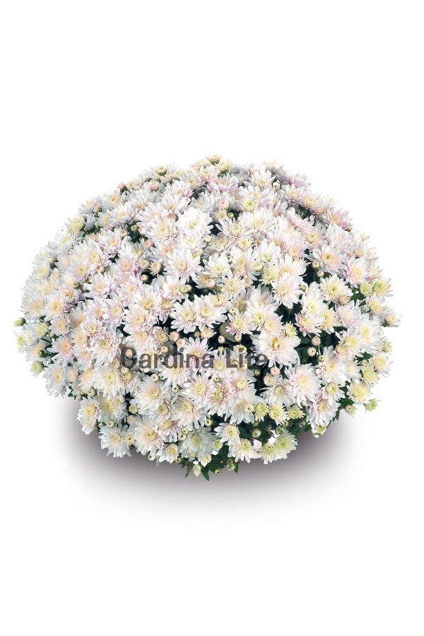 Kasımpatı Fidesi   Chrysanthemum White - 1