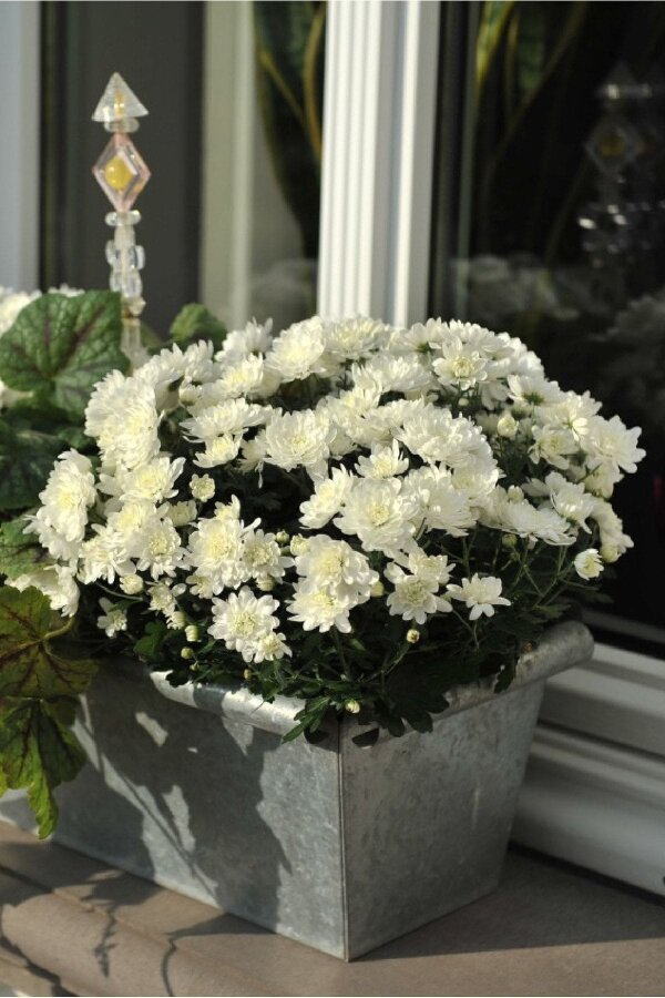 Kasımpatı Fidesi   Chrysanthemum White - 2