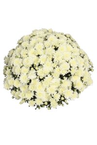 Kasımpatı Fidesi   Chrysanthemum White - 3