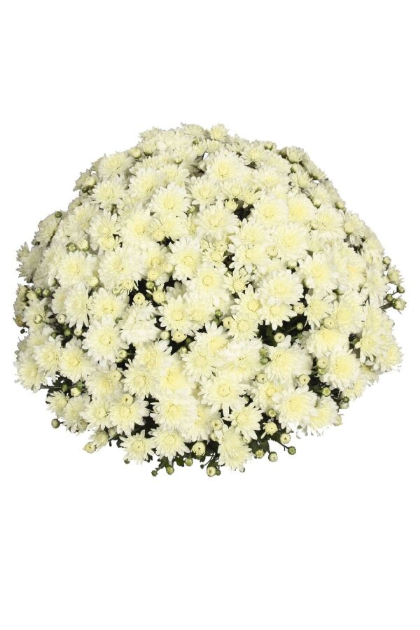 Kasımpatı Fidesi   Chrysanthemum White - 3