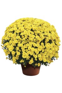 Kasımpatı Fidesi   Chrysanthemum Yellow - 1