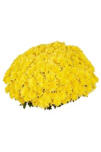 Kasımpatı Fidesi   Chrysanthemum Yellow - 2