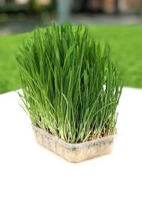Kedi Çimi Kedi Otu Seti Mix Karışım 100 Gr. (tüy Yumağı Önleyici) Cat Grass Seed - 1