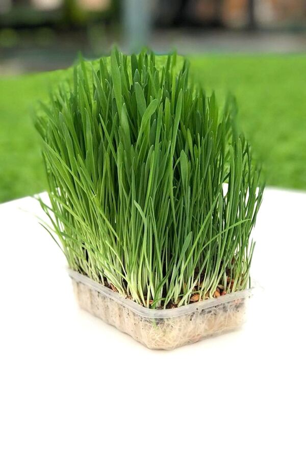 Kedi Çimi Kedi Otu Seti Mix Karışım 100 Gr. (tüy Yumağı Önleyici) Cat Grass Seed - 1