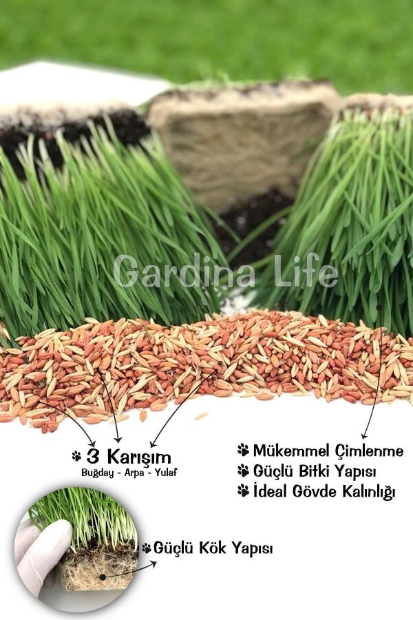 Kedi Çimi Kedi Otu Seti Mix Karışım 100 Gr. (tüy Yumağı Önleyici) Cat Grass Seed - 3