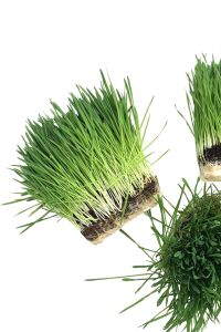 Kedi Çimi Kedi Otu Seti Mix Karışım 100 Gr. (tüy Yumağı Önleyici) Cat Grass Seed - 6