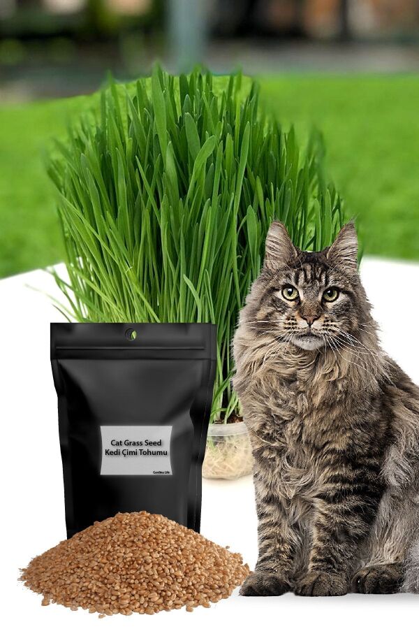 Kedi Otu Kedi Çimi Arpa 100 Gr. Cat Grass - 1