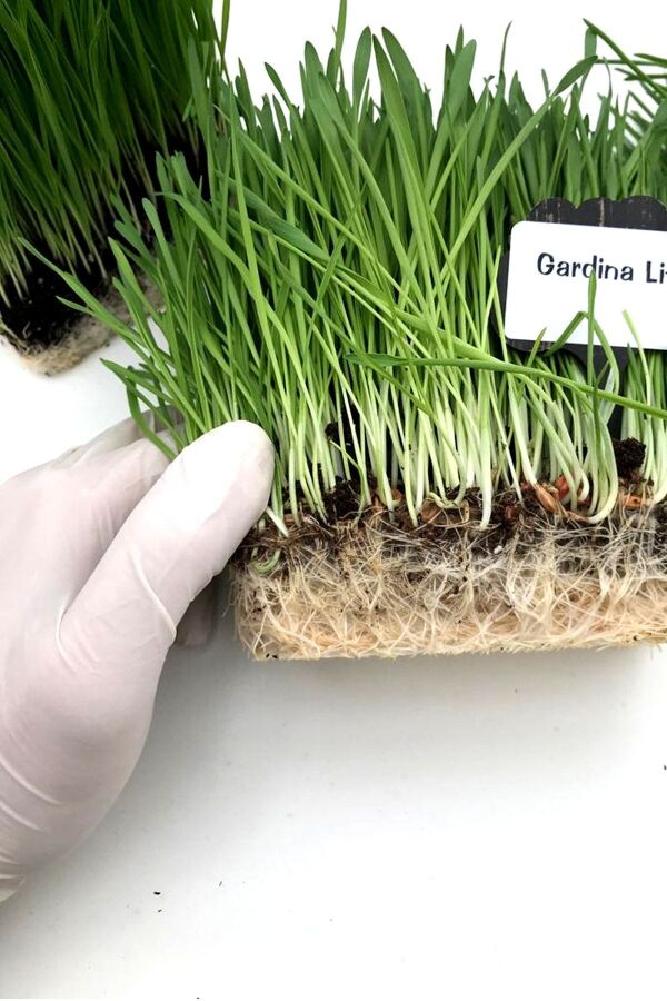Kedi Otu Kedi Çimi Arpa 100 Gr. Cat Grass - 3