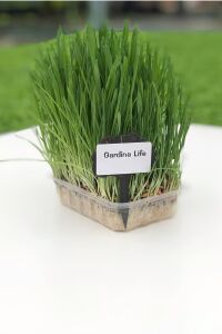 Kedi Otu Kedi Çimi Arpa 100 Gr. Cat Grass - 4