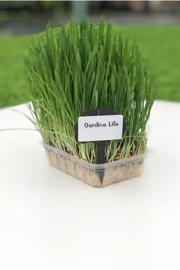 Kedi Otu Kedi Çimi Arpa 100 Gr. Cat Grass - 4