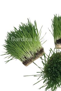 Kedi Otu Kedi Çimi Arpa 100 Gr. Cat Grass - 5