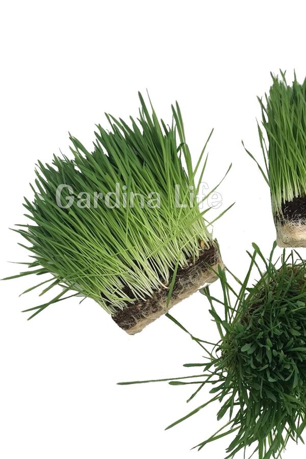 Kedi Otu Kedi Çimi Arpa 100 Gr. Cat Grass - 5